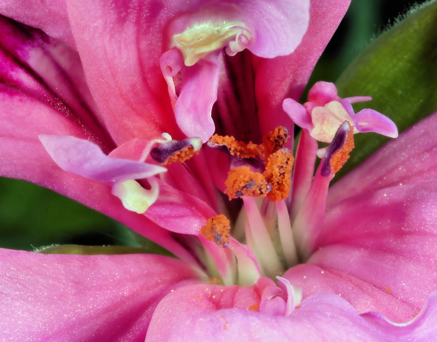 Fiori di geranio e di basilico